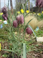 Garten 09 010.webp