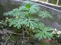CIMG3162.webp