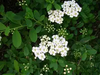 Zierbaum (1).webp