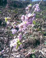 Bild067.webp