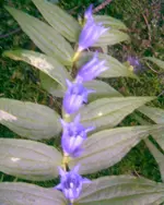 Bild020.webp