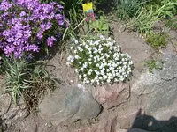 garten-neu 035.webp