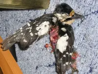Toter Vogel.webp