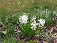 Garten April 2009 033.webp