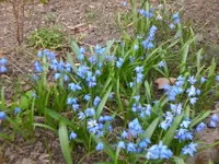 Garten April 2009 035.webp