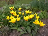 Garten April 2009 043.webp
