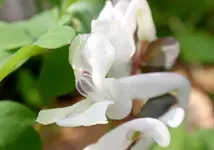 19.webp