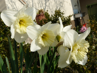 P1030444.webp