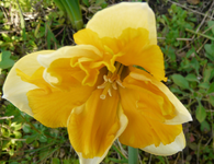 P1030446.webp