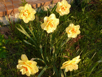 P1030458.webp