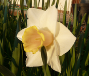 P1030461.webp