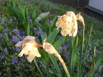 P1030466.webp
