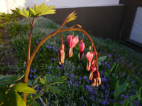 P1030467.webp