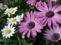 DSC00933.JPG