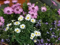 DSC00910.webp