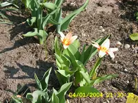 SA500282.webp
