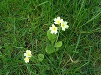 DSC00939.webp