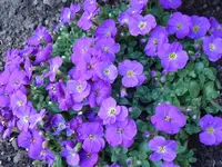 DSC00952.webp