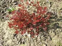 Bild 018.webp