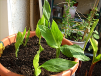 canna 1.webp