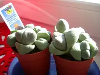 IMGP5614_1.webp