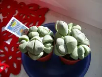 IMGP5615_1.webp
