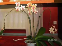 Frühling2009 seit10'07aa.webp