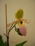 Frühling2009 Paph1aldia.JPG