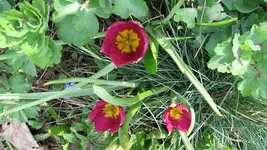 004 (2).webp