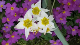 005.webp