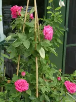 rose u.brunner2.webp