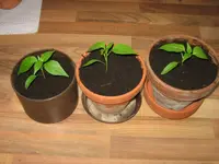 Paprika Red Tinkerbell.webp