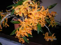 Frühling2009 orchideegelbüppig1a.webp