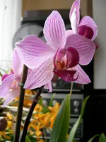 Frühling2009 Falterpinklinierta.webp