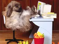 hase.webp