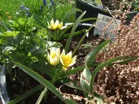 DSCF3519a.webp