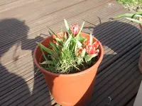 DSCF3520a.webp