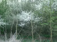 CIMG5194.webp