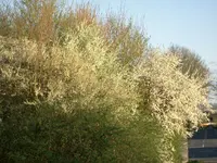 CIMG5203.webp