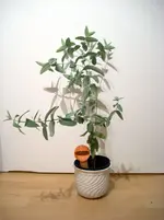 Euka1.webp