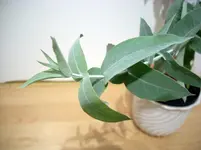 Euka2.webp