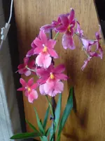 DSC00028-2.webp