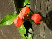 Zierquitte_117.webp