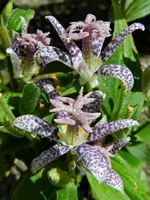 Krötenlilie_025.webp