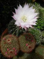 Kaktus_053.webp