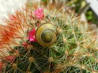 Schnecke-Kaktus_040.webp