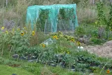 28-Tomaten2012.webp