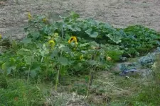 29-Kürbis2012.webp