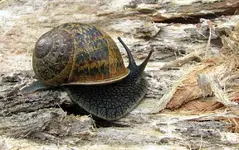 Copy of IMG_3007v.webp