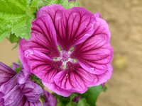 malva sylvestris01.webp